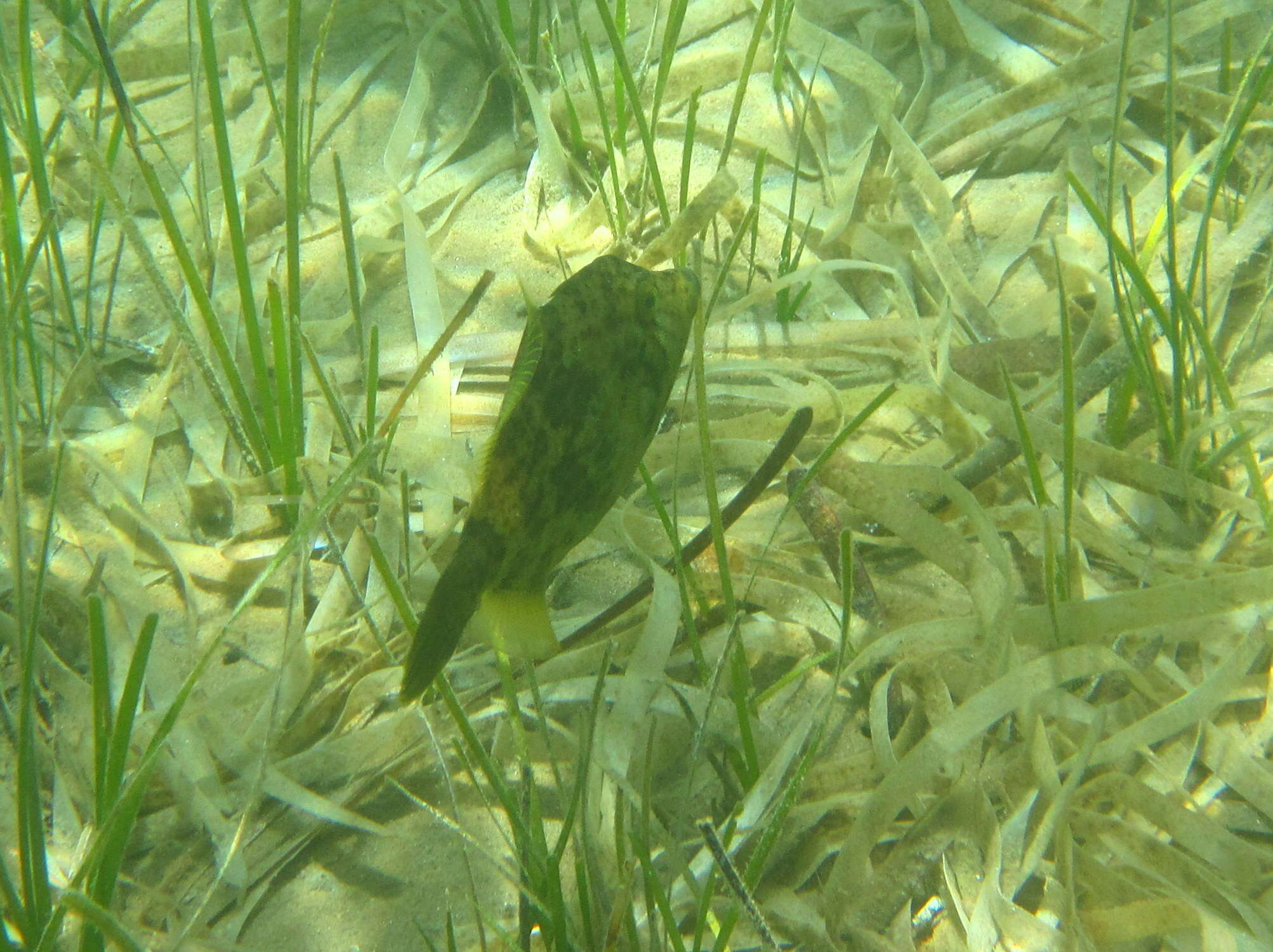 Image of Reticulated leatherjacket