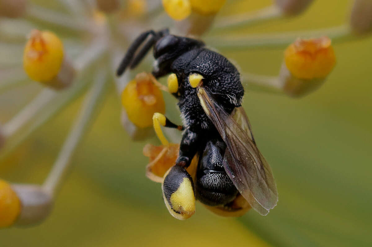 Image of Brachymeria femorata (Panzer 1801)