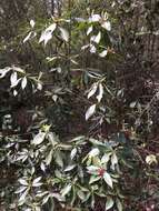 Image de Illicium floridanum Ellis