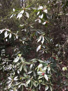 Image de Illicium floridanum Ellis