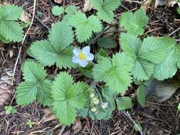 Imagem de Fragaria vesca subsp. californica (Cham. & Schltdl.) Staudt