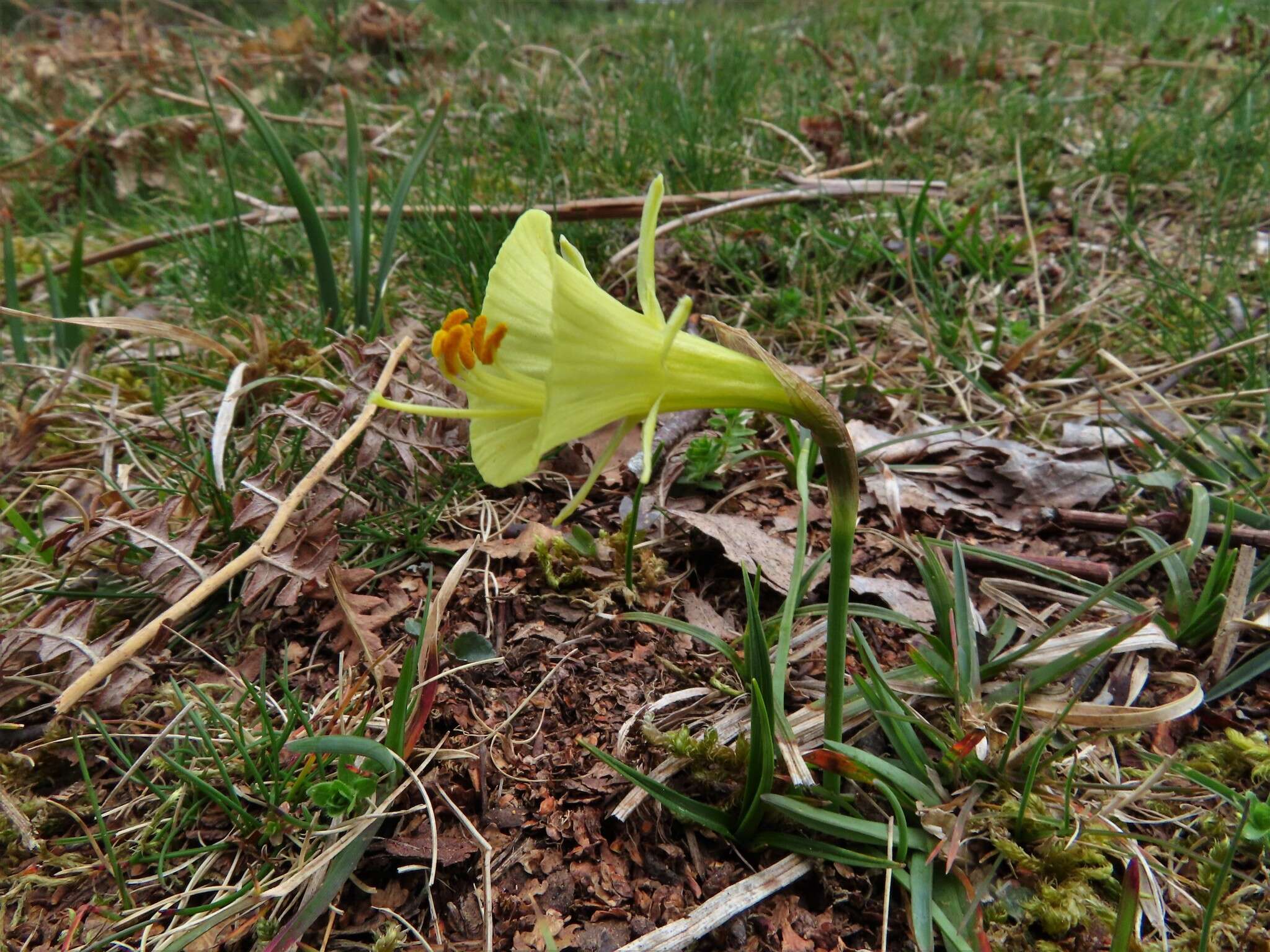 Narcissus bulbocodium subsp. bulbocodium的圖片