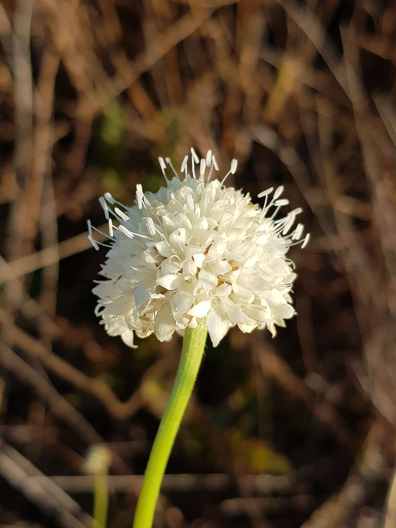 Image of Mock scabious