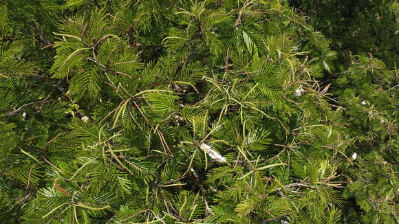 Plancia ëd Pentaclethra macroloba (Willd.) Kuntze