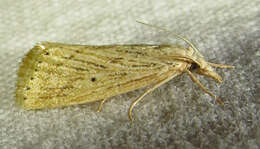 Image of Diatraea Moth