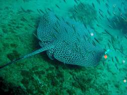 Image of Leopard Whipray