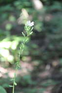 Image of Cicerbita prenanthoides (M. Bieb.) Beauv.