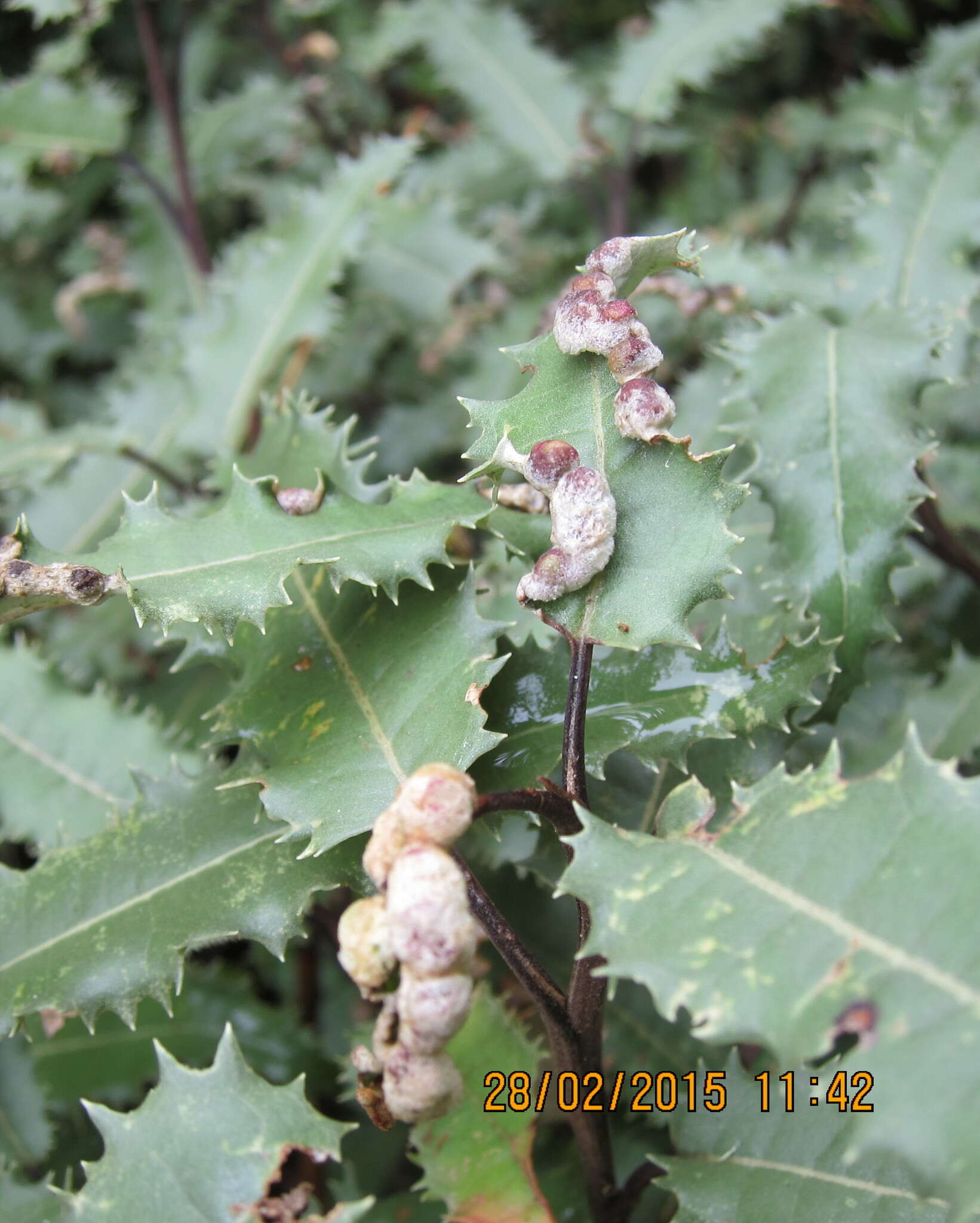 Image of Trioza doryphora (Maskell 1880)