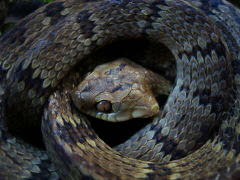 Image of Sauvage's Snail-eater