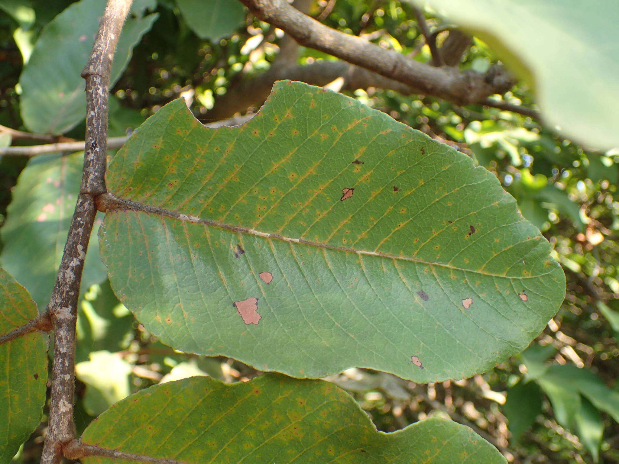 Image of Neocarya macrophylla (Sabine) Prance ex F. White