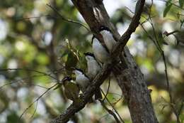 Image of Gilbert's Honeyeater