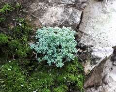 Imagem de Sedum dasyphyllum L.