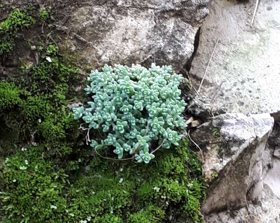 Imagem de Sedum dasyphyllum L.