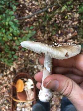 Plancia ëd Amanita excelsa (Fr.) Bertill. 1866