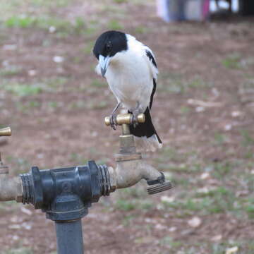 Image of Black-backed Butcherbird