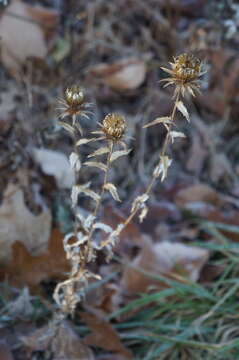 Image of carline thistle