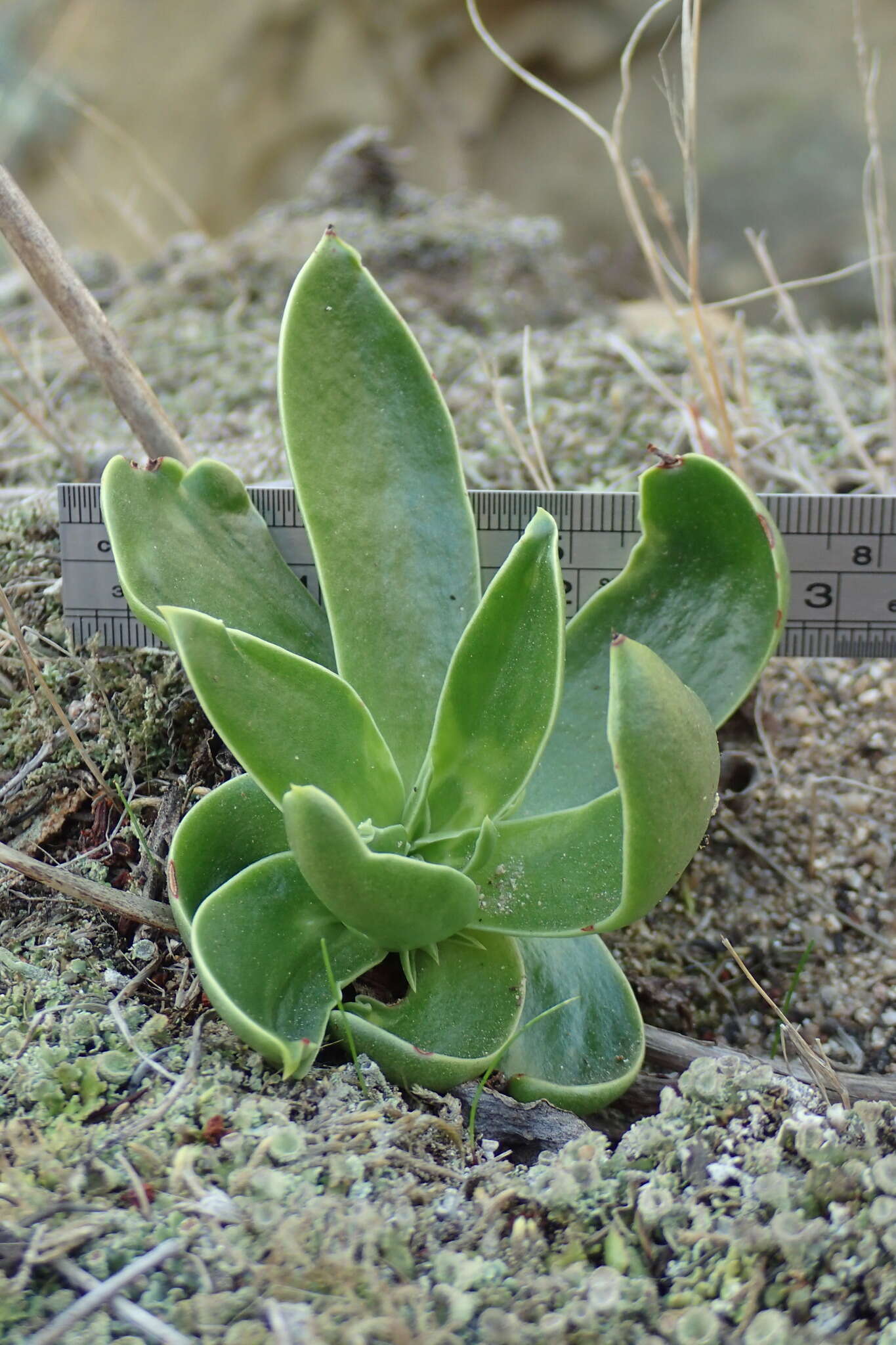 Imagem de Dudleya stolonifera Moran