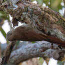 Image of Duida Woodcreeper