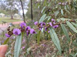 Слика од Hovea acutifolia G. Don