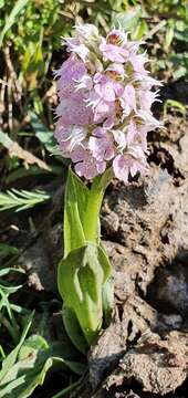 Image of Milky orchid