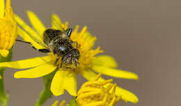 Image of Eristalinus sepulchralis (Linnaeus 1758)