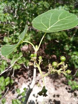 Plancia ëd Schizenterospermum