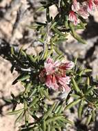 Imagem de Eriogonum ericifolium Torr. & Gray