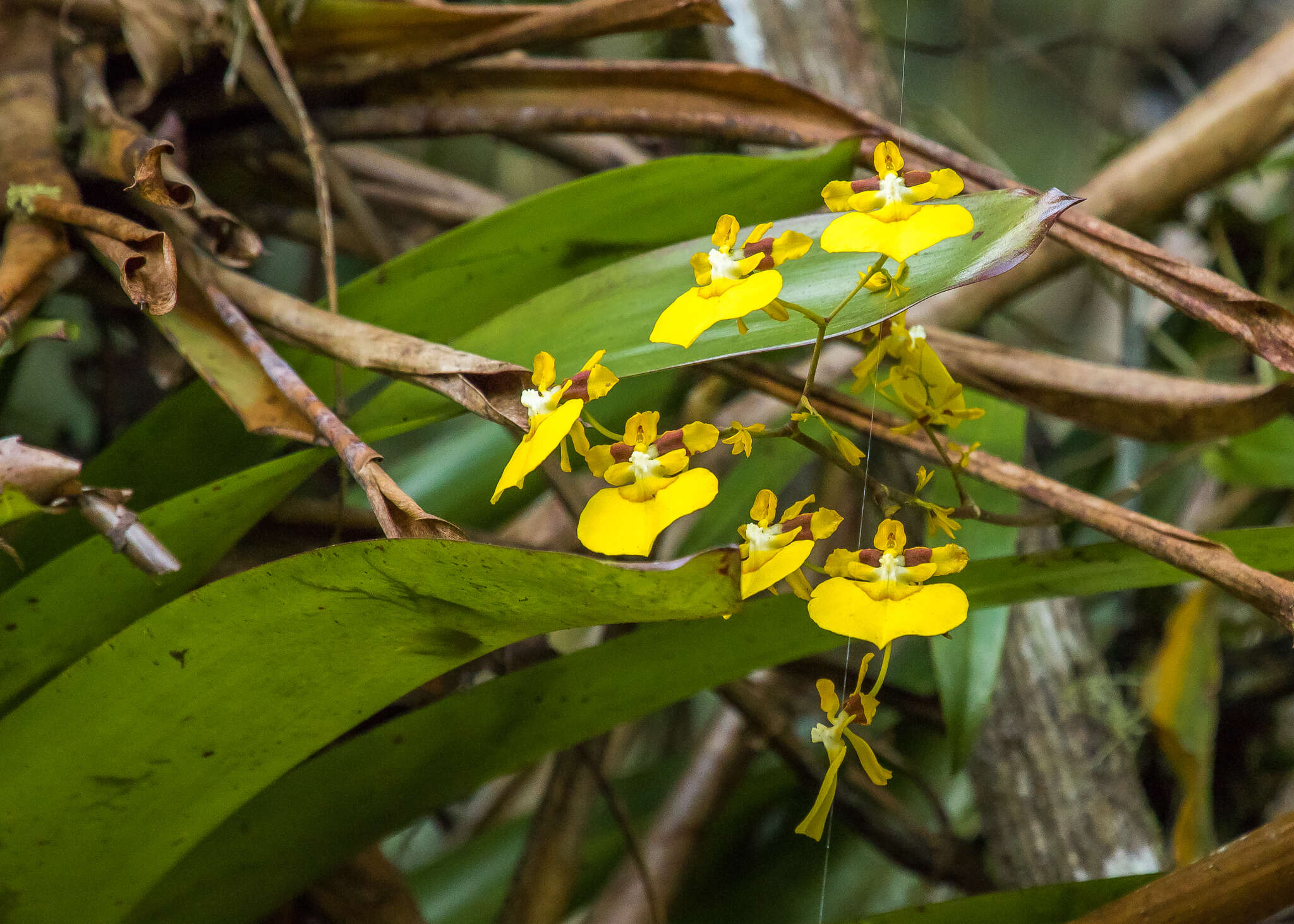 Image of Oncidium cultratum Lindl.