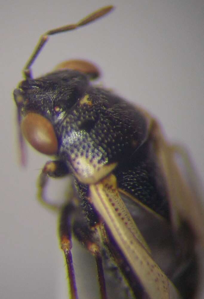 Image of <i>Geocoris pallidipennis</i>