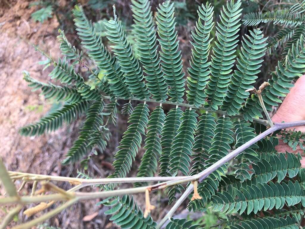 Sivun Acacia glaucocarpa Maiden & Blakely kuva