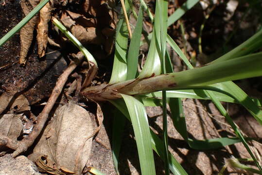 Imagem de Cyperus fulgens C. B. Clarke