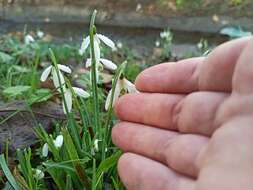 Image of Galanthus reginae-olgae Orph.