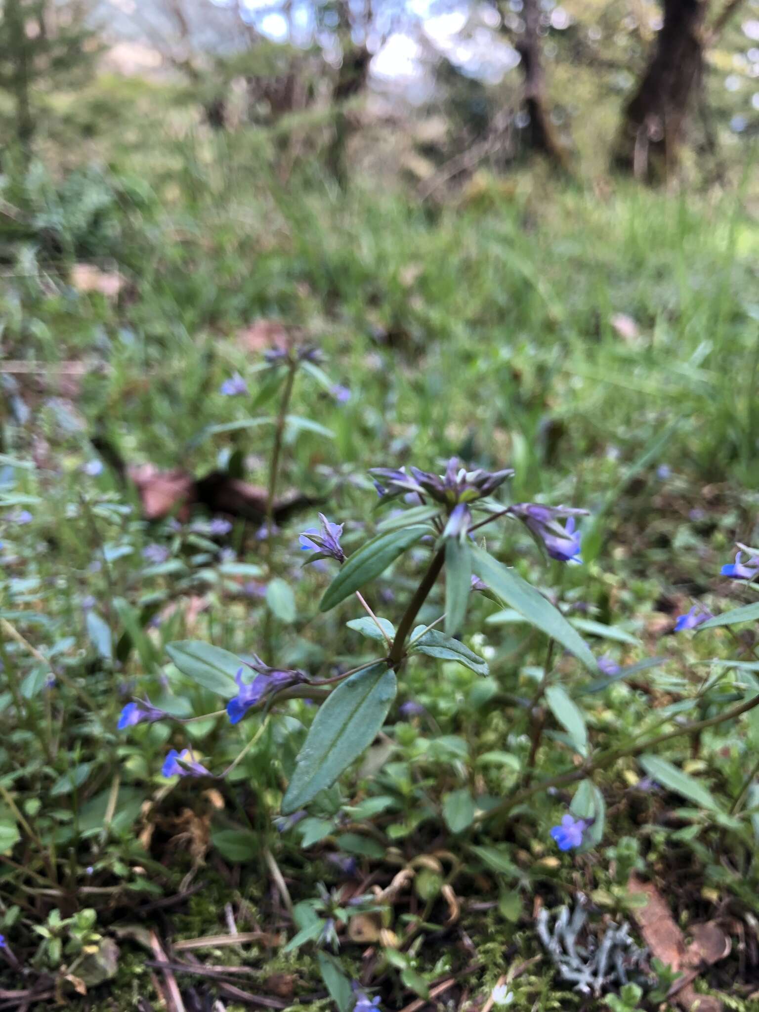 Sivun Collinsia grandiflora Dougl. ex Lindl. kuva