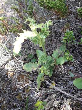 Image of Hill's thistle