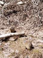 Image of Uinta ground squirrel