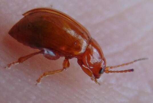 Image of Leaf beetle