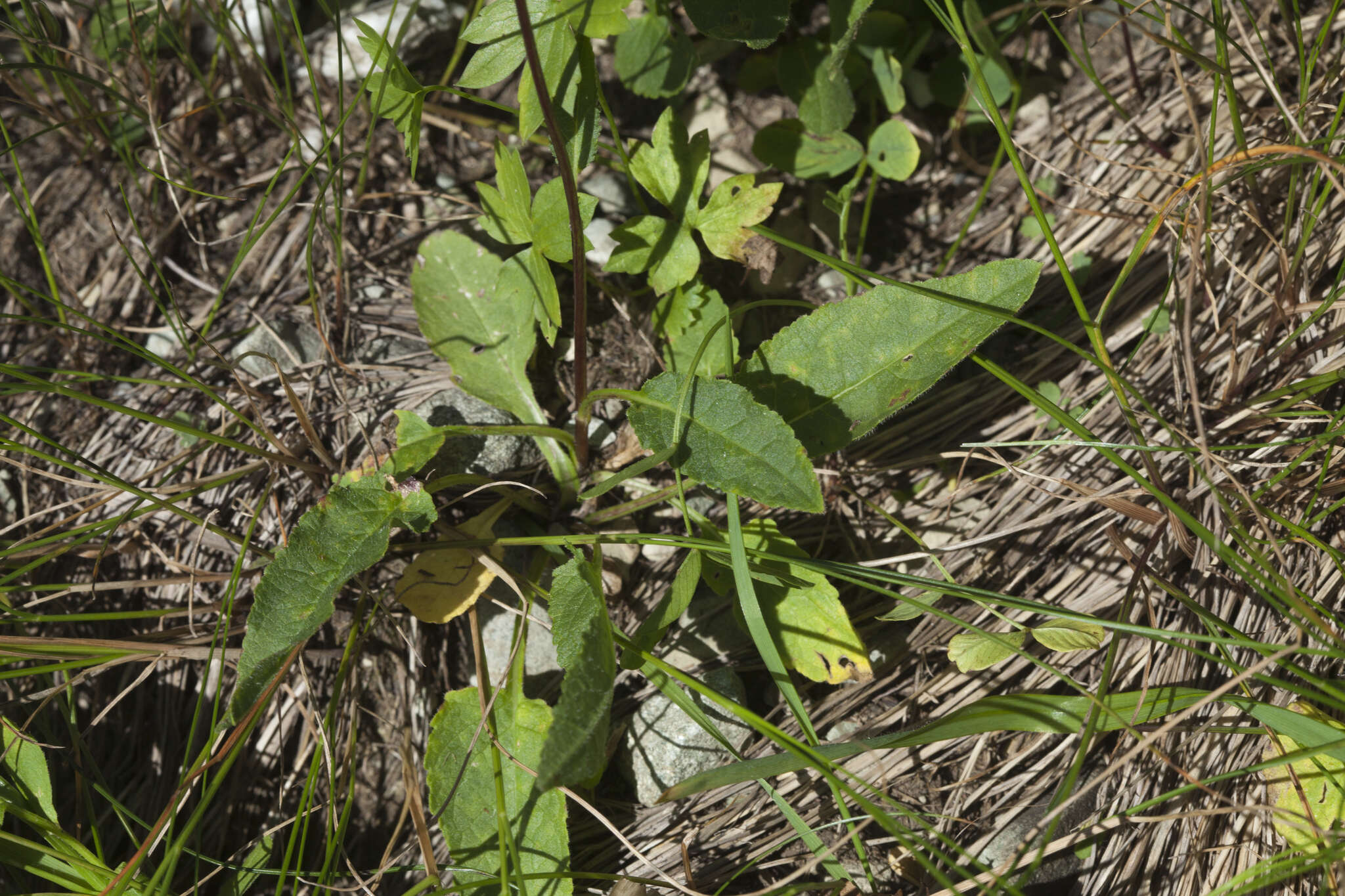 Image of Campanula collina Sims