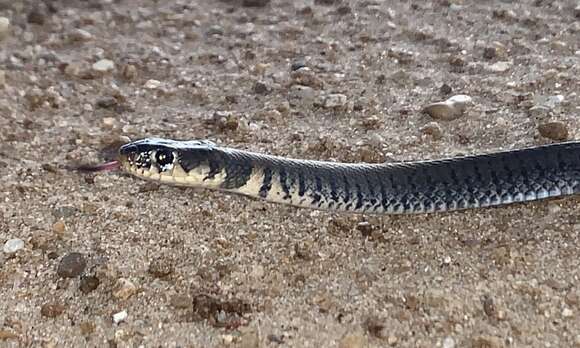 Image of Semiornate Smooth Snake