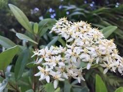 Imagem de Olearia townsonii Cheeseman