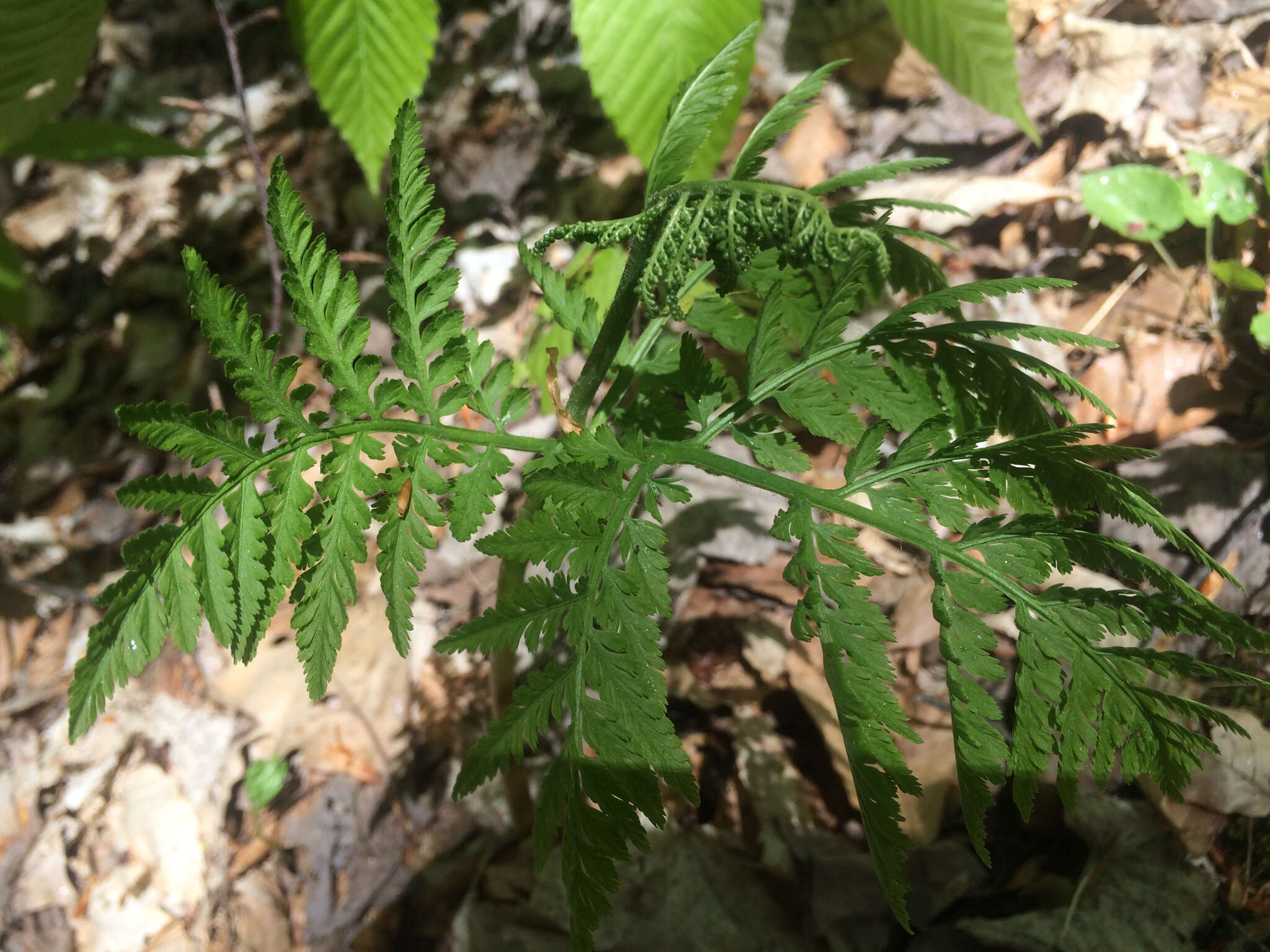 Image of Botrypus virginianus (L.) Michx.