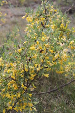 Image of Caragana buriatica Peschkova