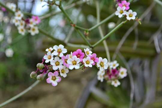 Image of Euphorbia xanti Engelm. ex Boiss.