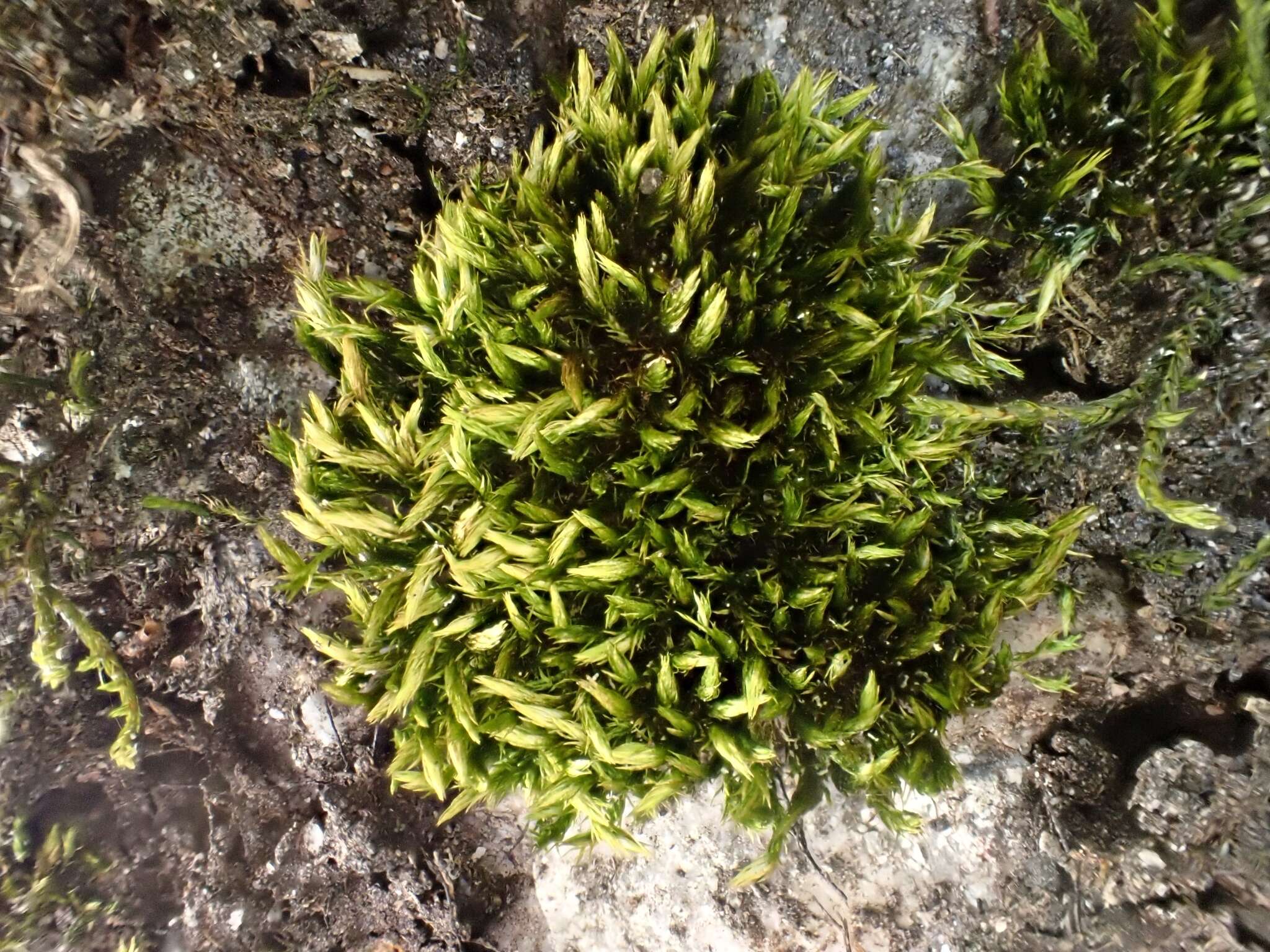 Image of <i>Imbribryum mildeanum</i>