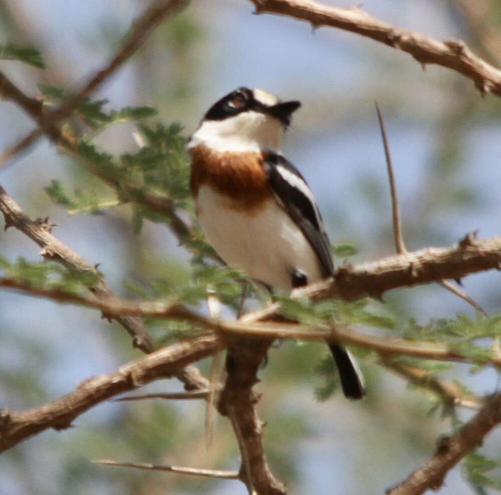 Image of Pygmy Batis