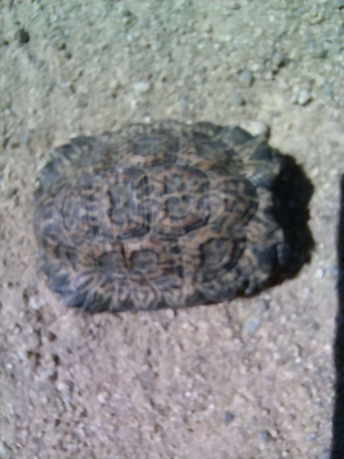 Image of Speckled tortoise