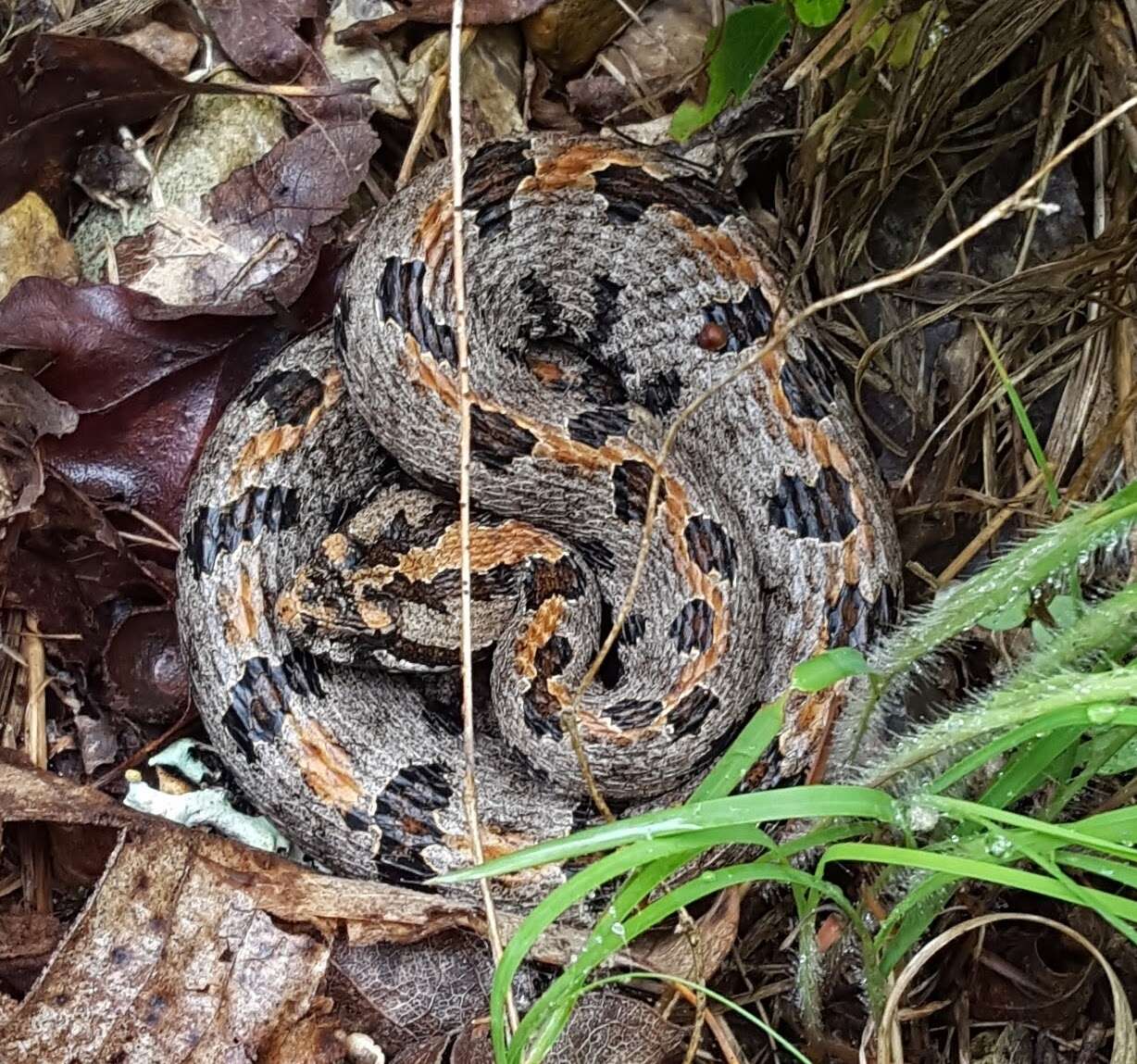 Слика од Sistrurus miliarius streckeri Gloyd 1935