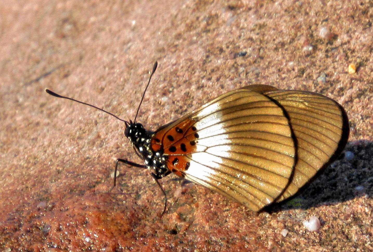 Image of Acraea aganice aganice