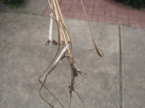 Image of Texas fescue