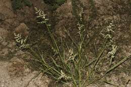 Image of African lovegrass