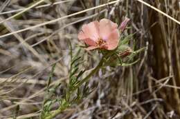 Imagem de Turnera sidoides subsp. pinnatifida (Juss. ex Poir.) M. M. Arbo